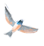bird