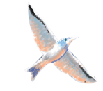 bird