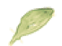 list